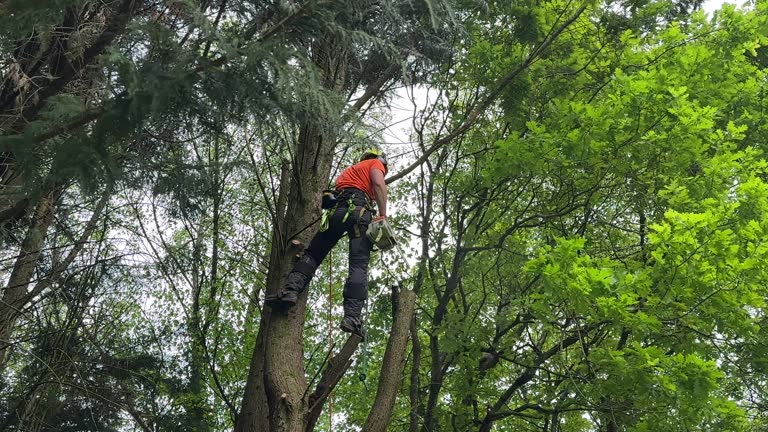 Best Root Management and Removal  in Spanish Fort, AL